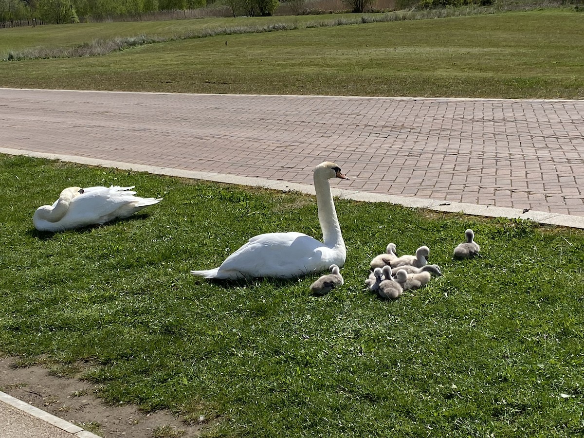 Mute Swan - ML617607419