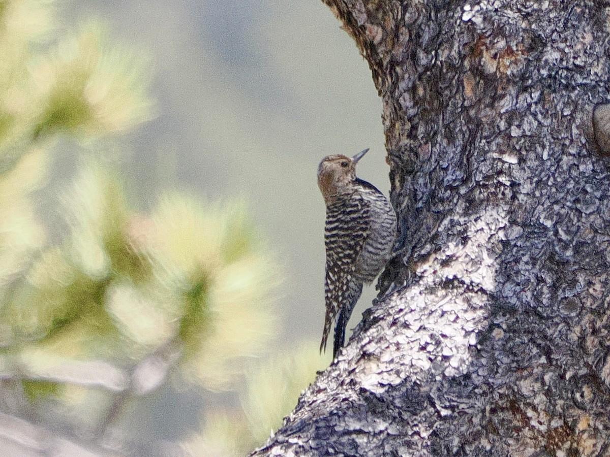 Williamson's Sapsucker - ML617607420