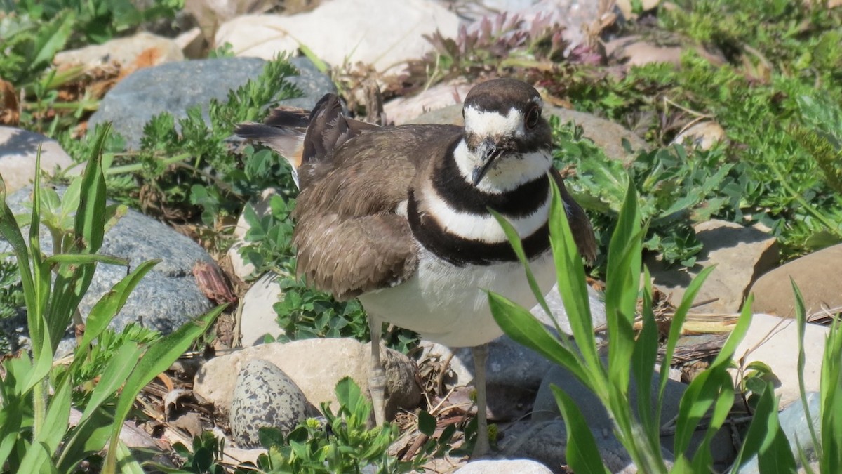 Killdeer - ML617607460