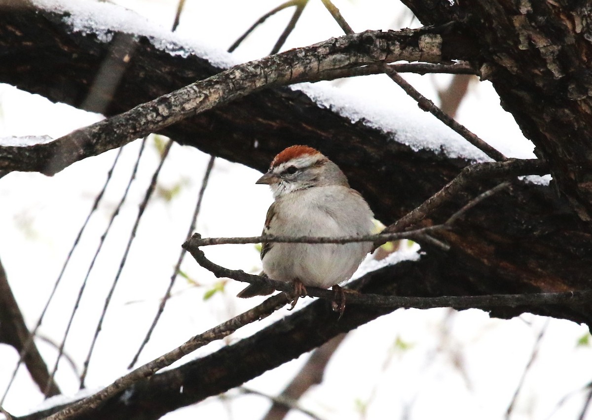 Chipping Sparrow - David Leatherman