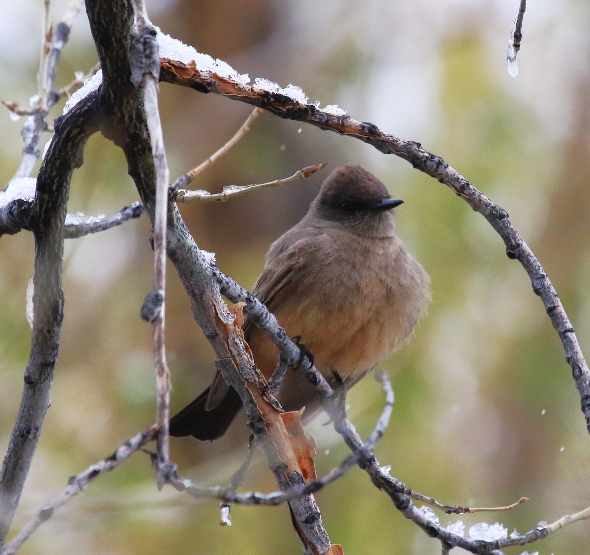 Say's Phoebe - David Leatherman