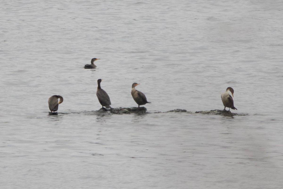 Double-crested Cormorant - John Shamgochian