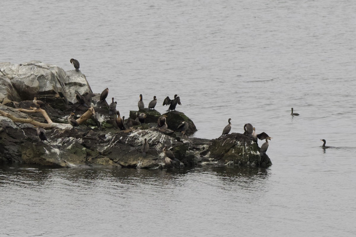 Double-crested Cormorant - ML617607493