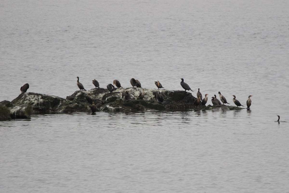 Double-crested Cormorant - ML617607497