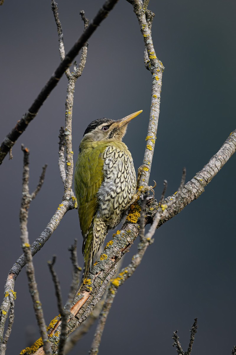 Scaly-bellied Woodpecker - ML617607514