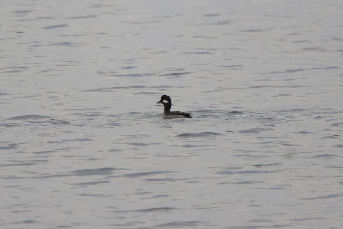 Bufflehead - ML617607520