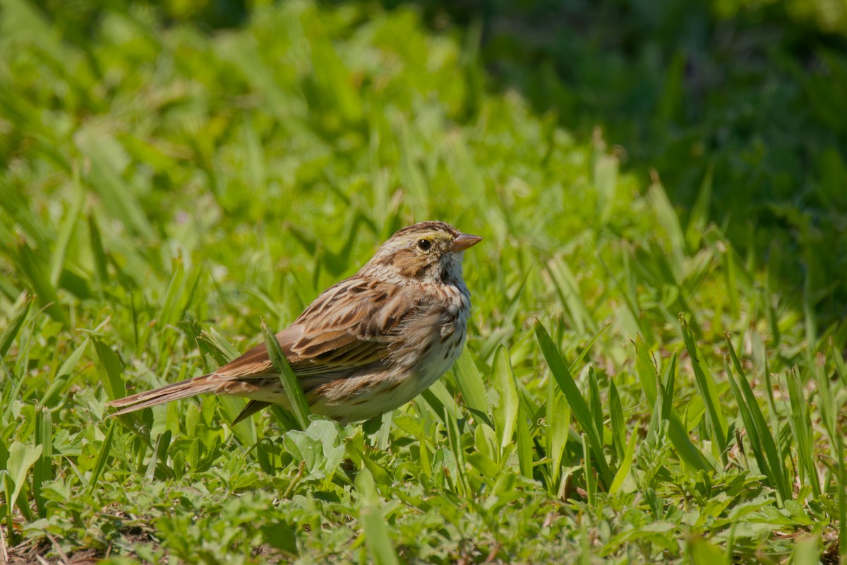 Savannah Sparrow - Nikolaj Hautaviita