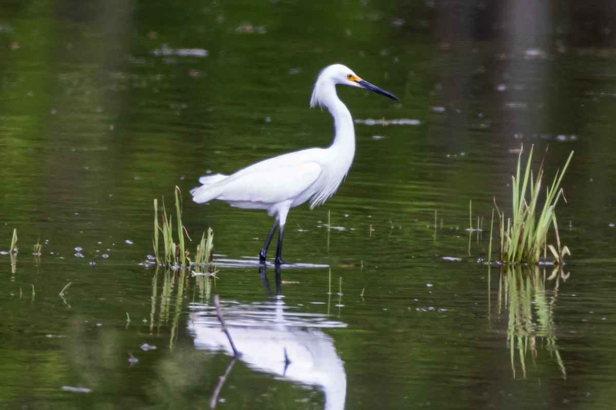 Snowy Egret - ML617607585