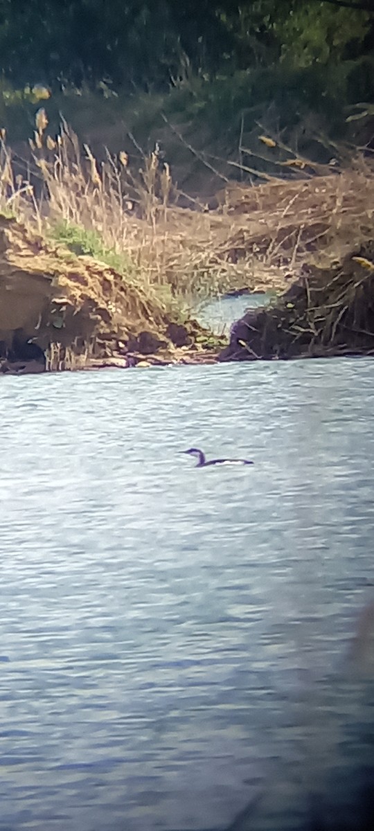 Arctic Loon - ML617607587