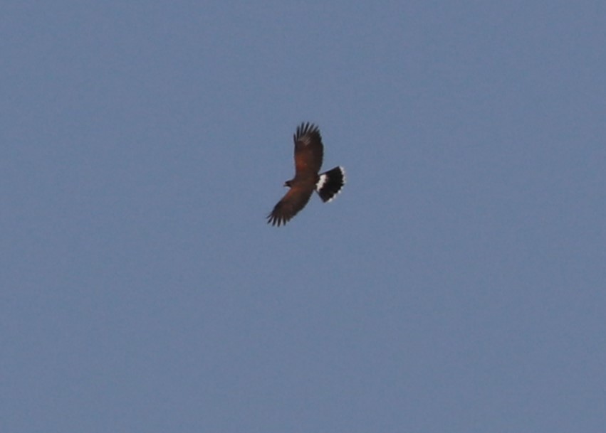 Harris's Hawk - ML617607658