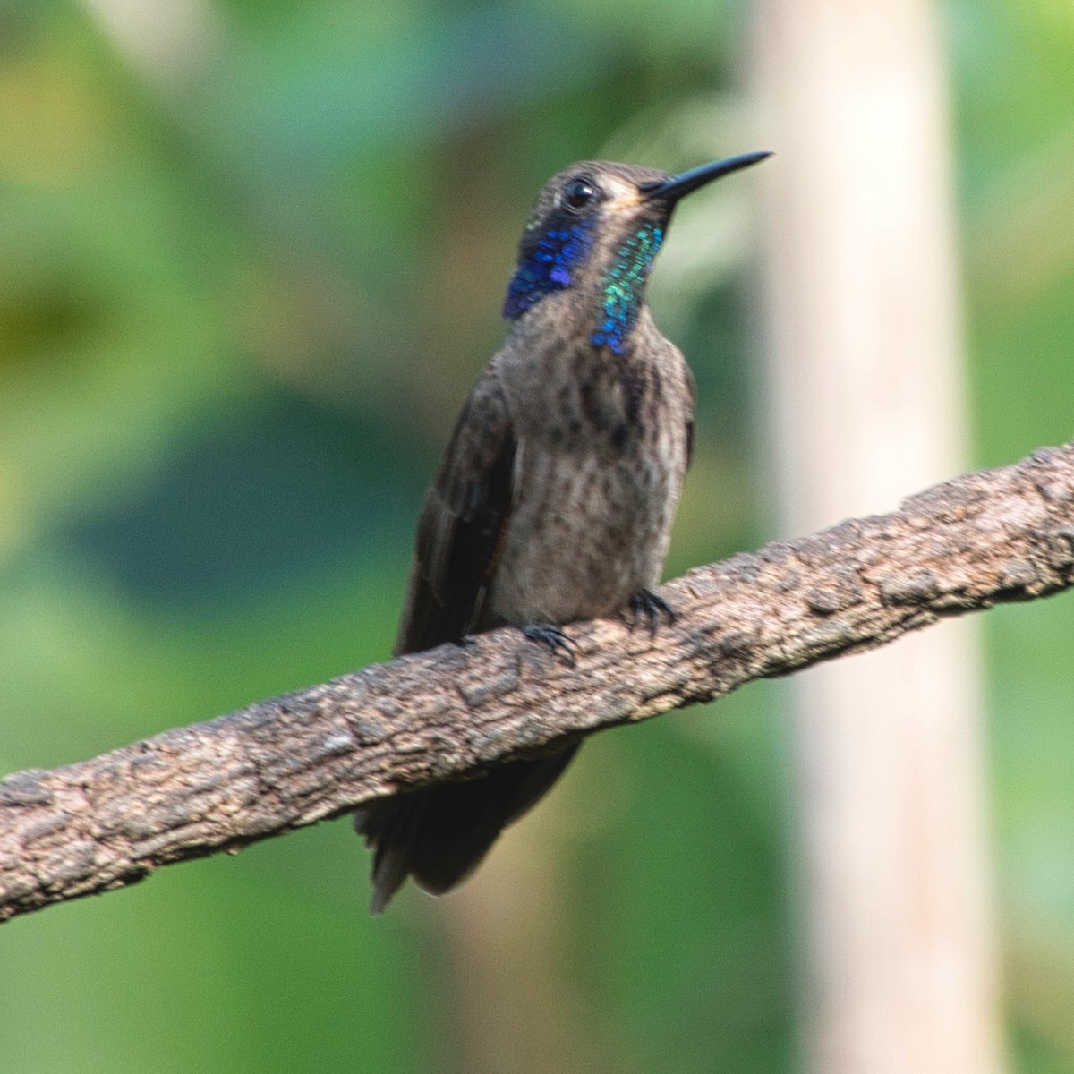 Brown Violetear - Howard Towle