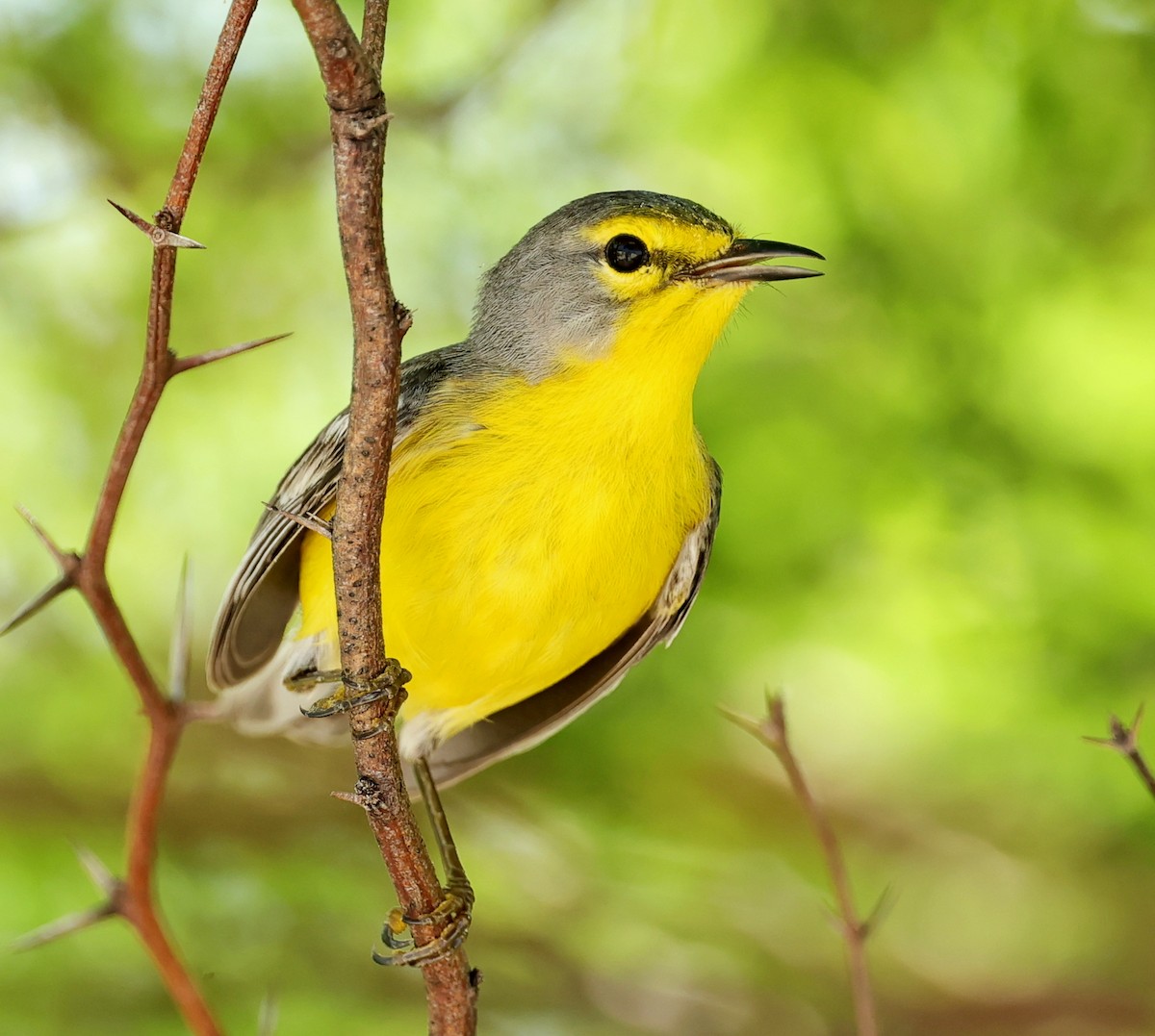 Barbuda Warbler - Maciej  Kotlarski