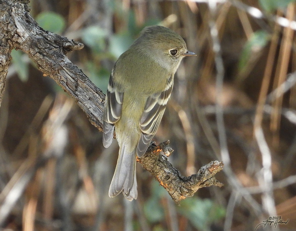 Western Flycatcher (Cordilleran) - ML617607739