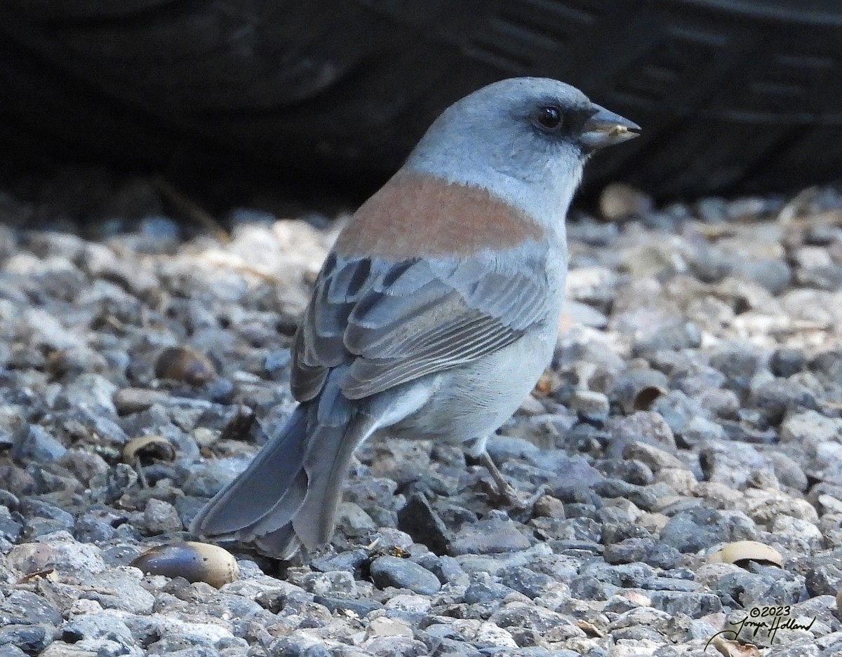 Dark-eyed Junco (Red-backed) - ML617607766