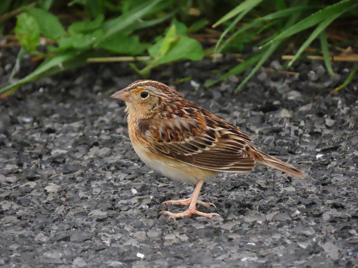 Grasshopper Sparrow - ML617607779