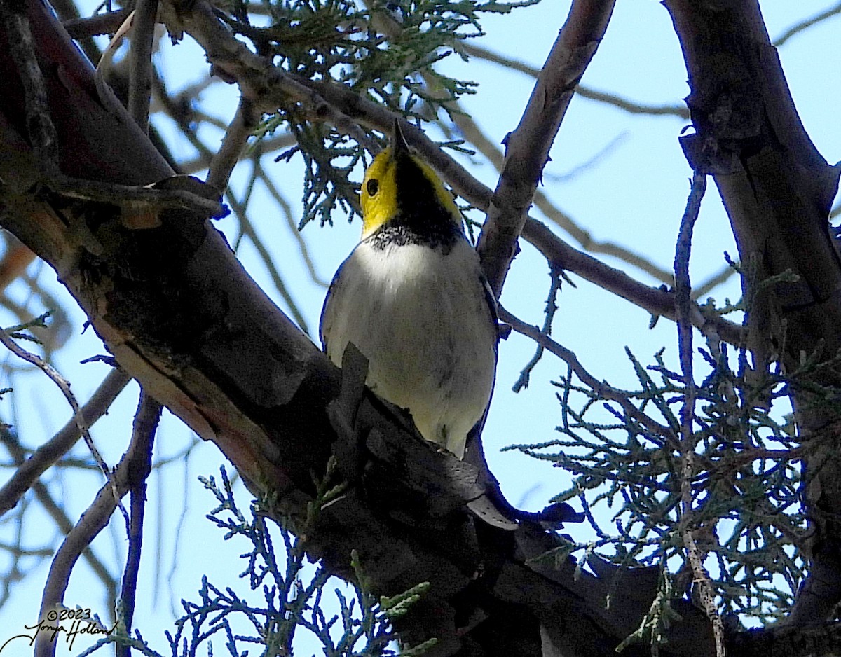 Hermit Warbler - ML617607819