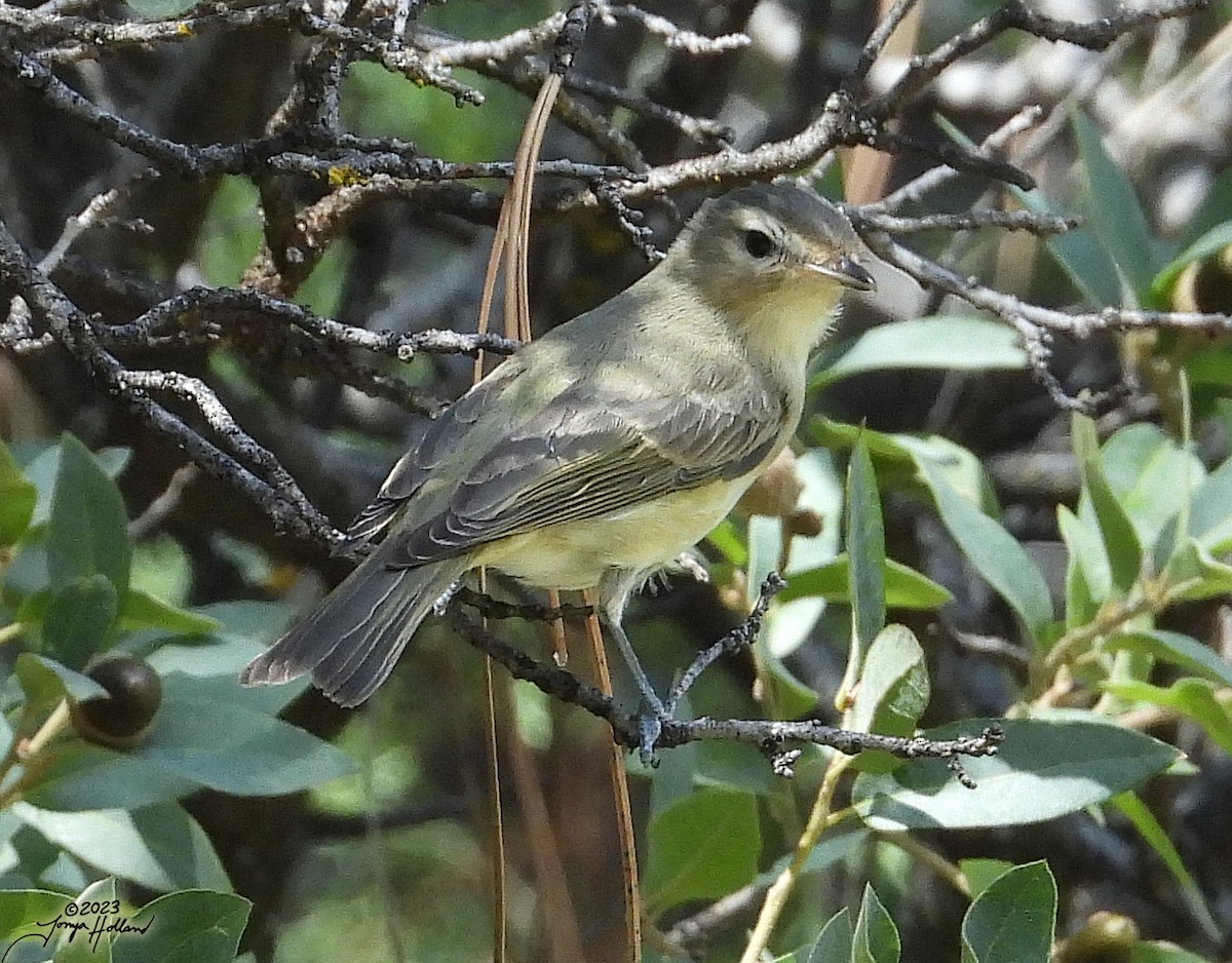 Warbling Vireo (Western) - ML617607832