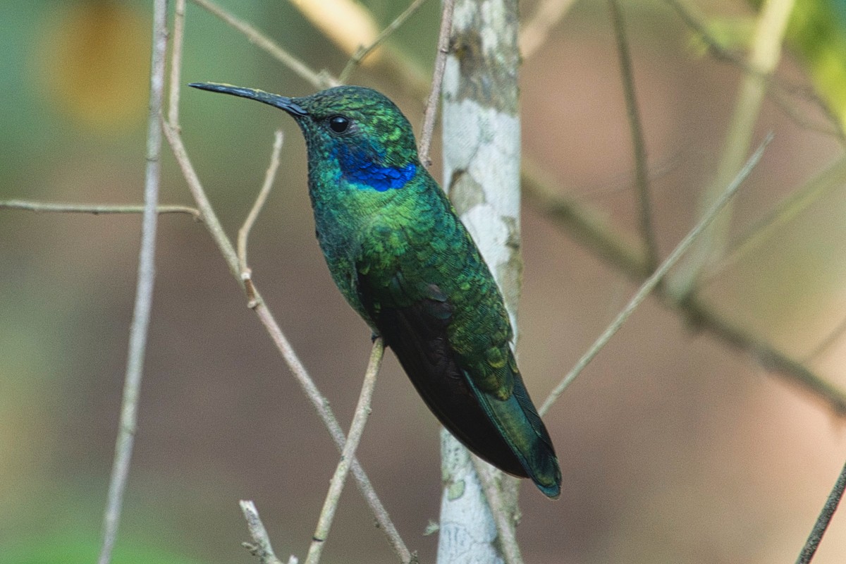 kolibřík modrouchý - ML617607849