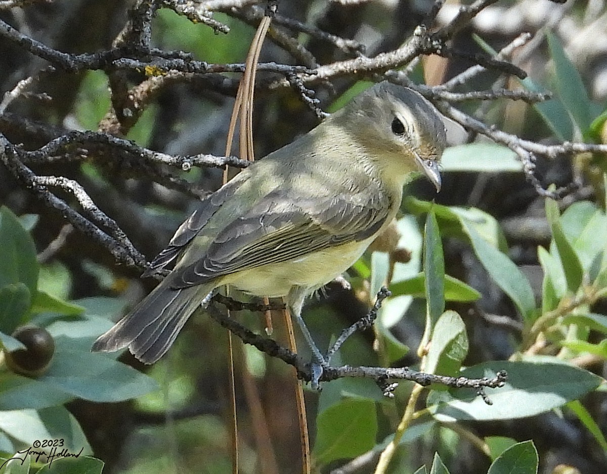 Warbling Vireo (Western) - ML617607856