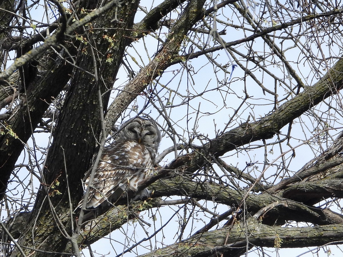 Barred Owl - ML617607929