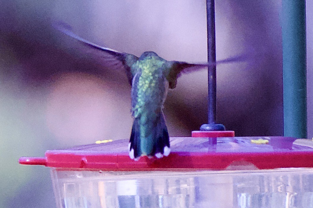 Anna's Hummingbird - ML617608025
