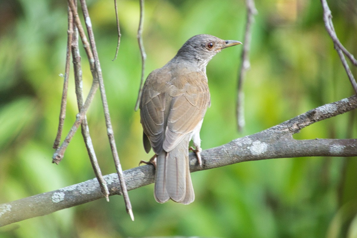 Pale-breasted Thrush - ML617608068