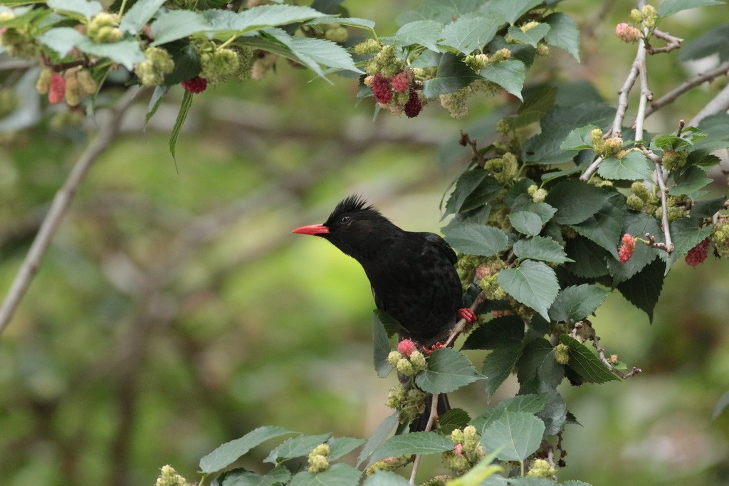 Black Bulbul (Gray-winged) - Penny Pan