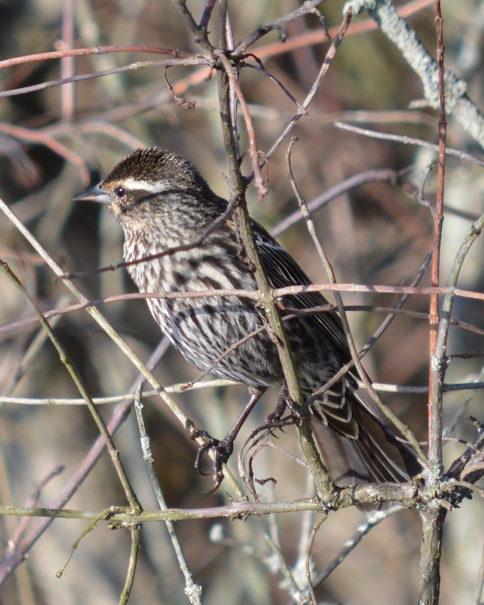 Red-winged Blackbird - Tim Hughes