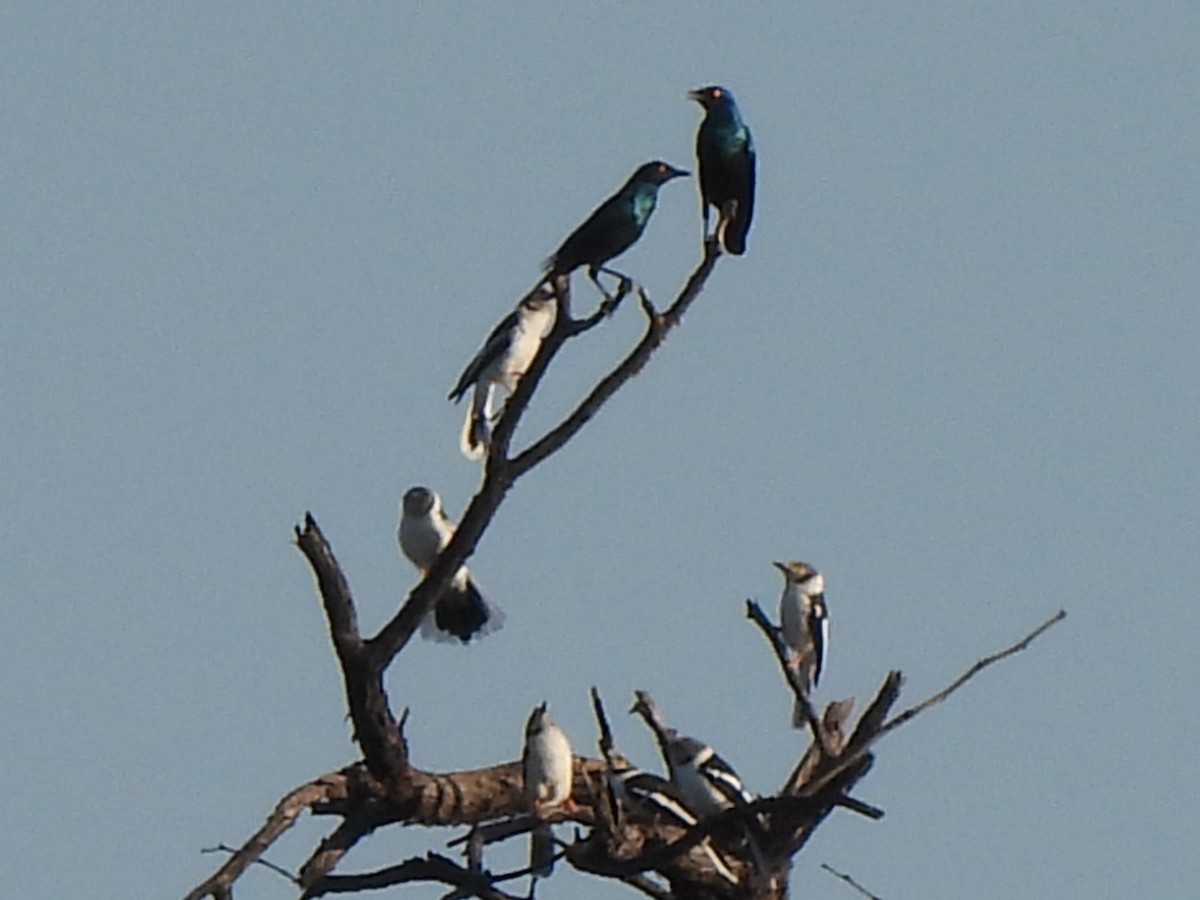 White Helmetshrike (Yellow-eyed) - ML617608118