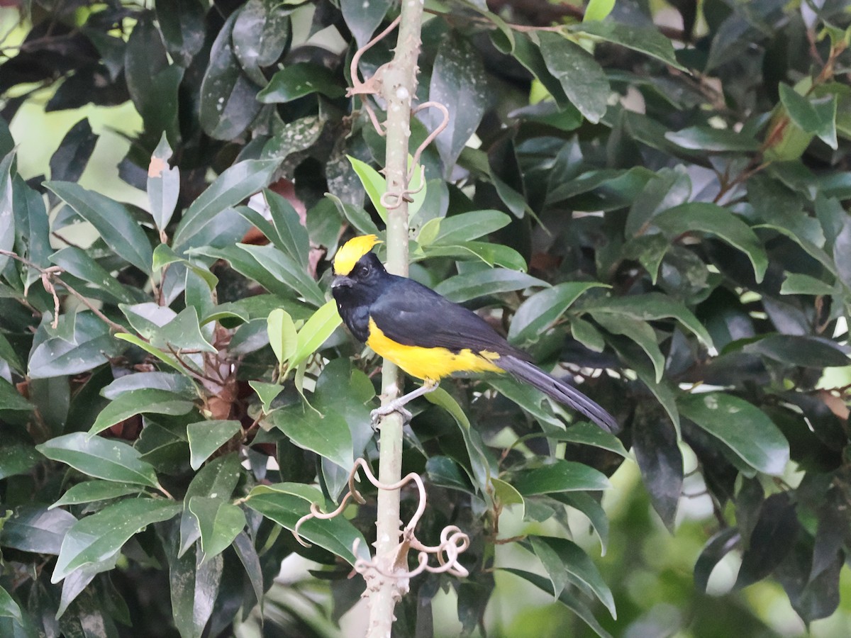 Sultan Tit (Yellow-crested) - ML617608160