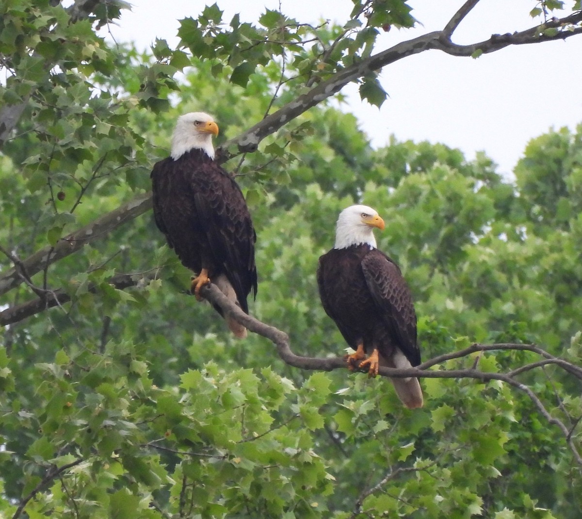 Bald Eagle - Michelle Forte