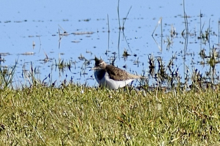 Common Sandpiper - ML617608172