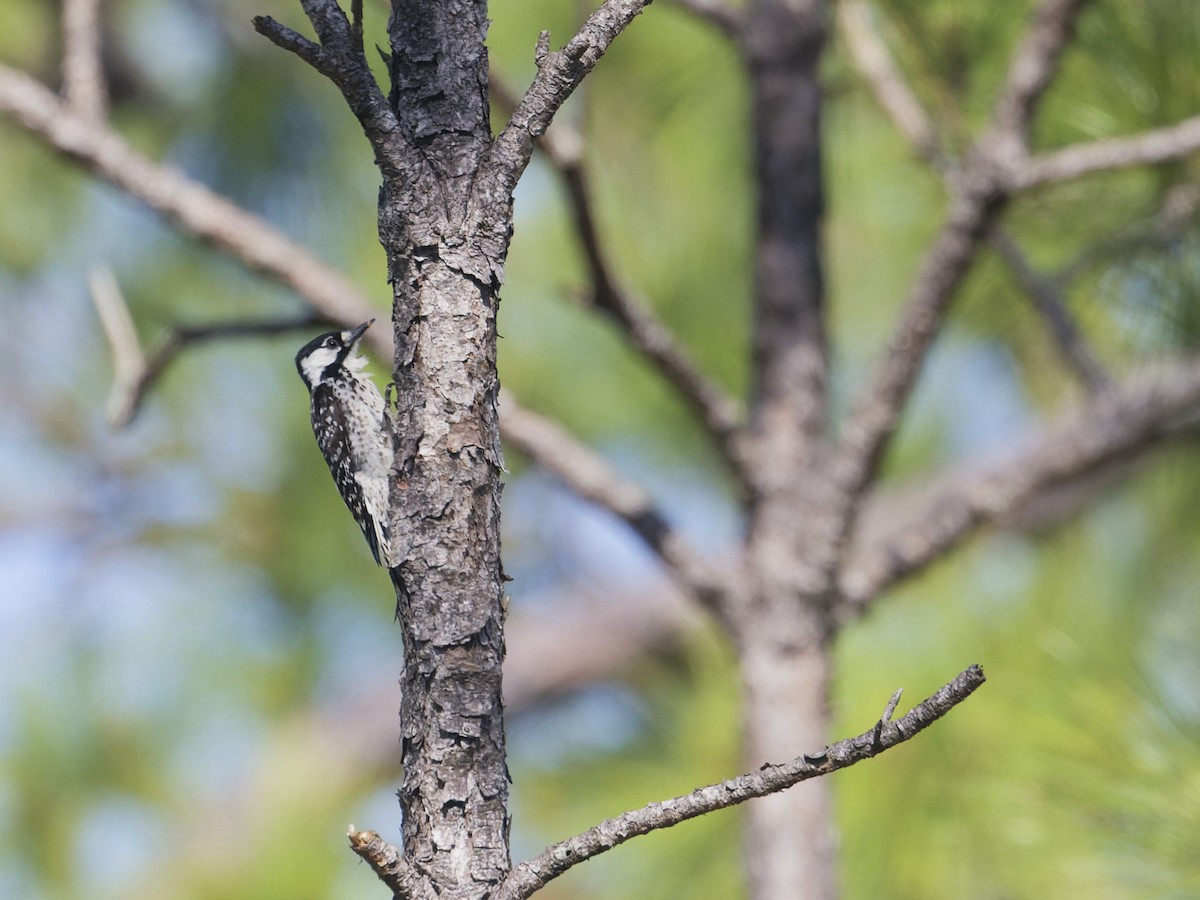 Red-cockaded Woodpecker - ML617608178