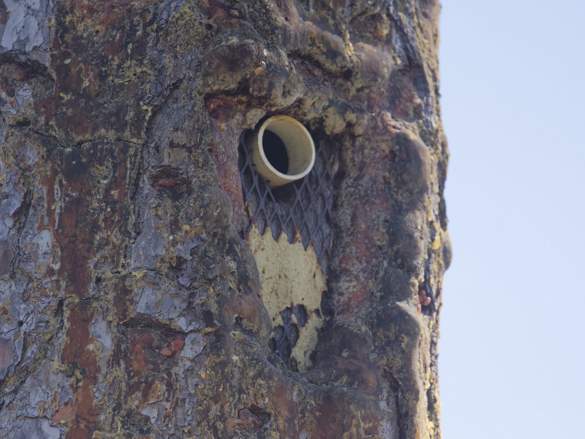 Red-cockaded Woodpecker - ML617608180