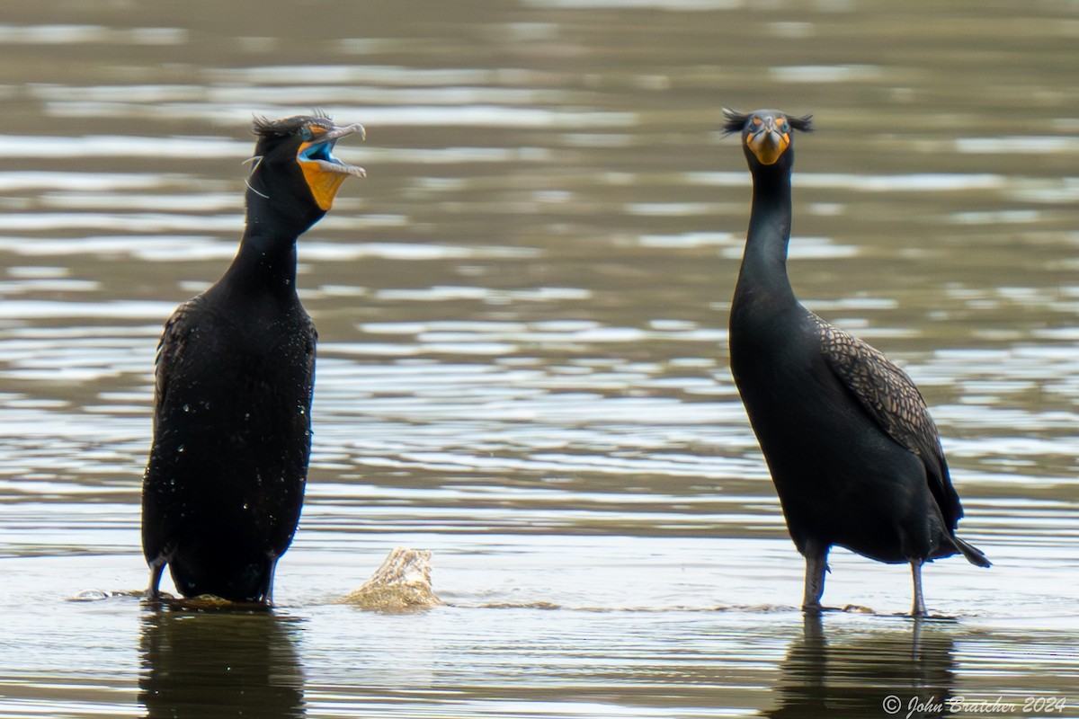 Double-crested Cormorant - John Bratcher