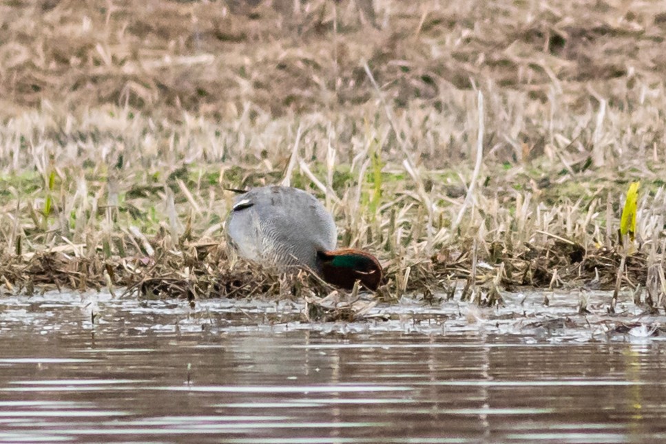 Green-winged Teal - ML617608212