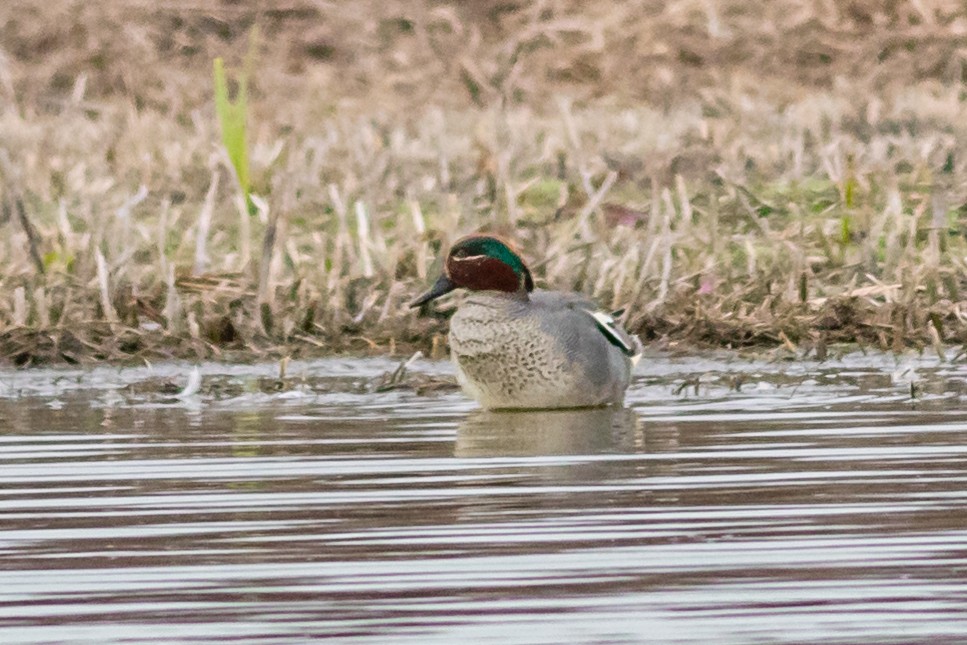 Green-winged Teal - ML617608214