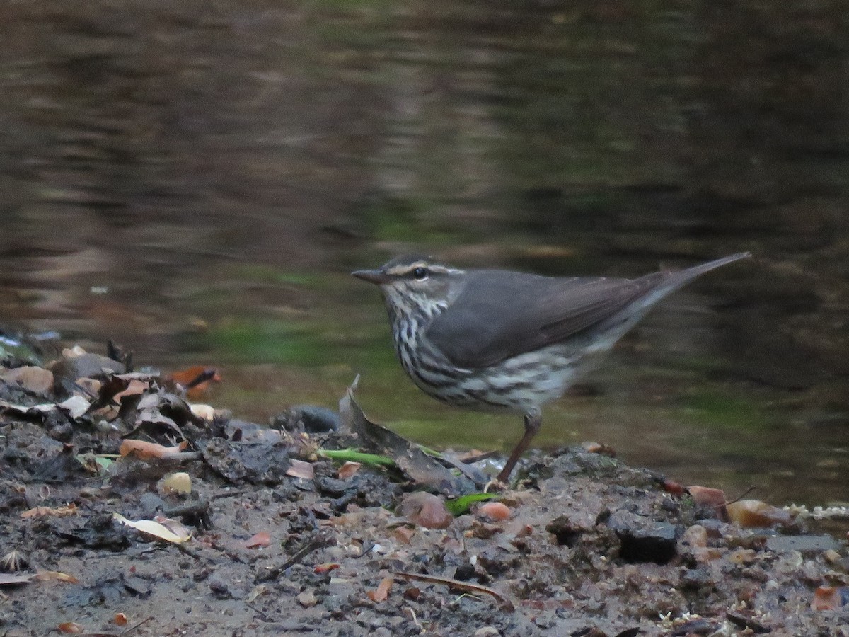 Northern Waterthrush - ML617608399