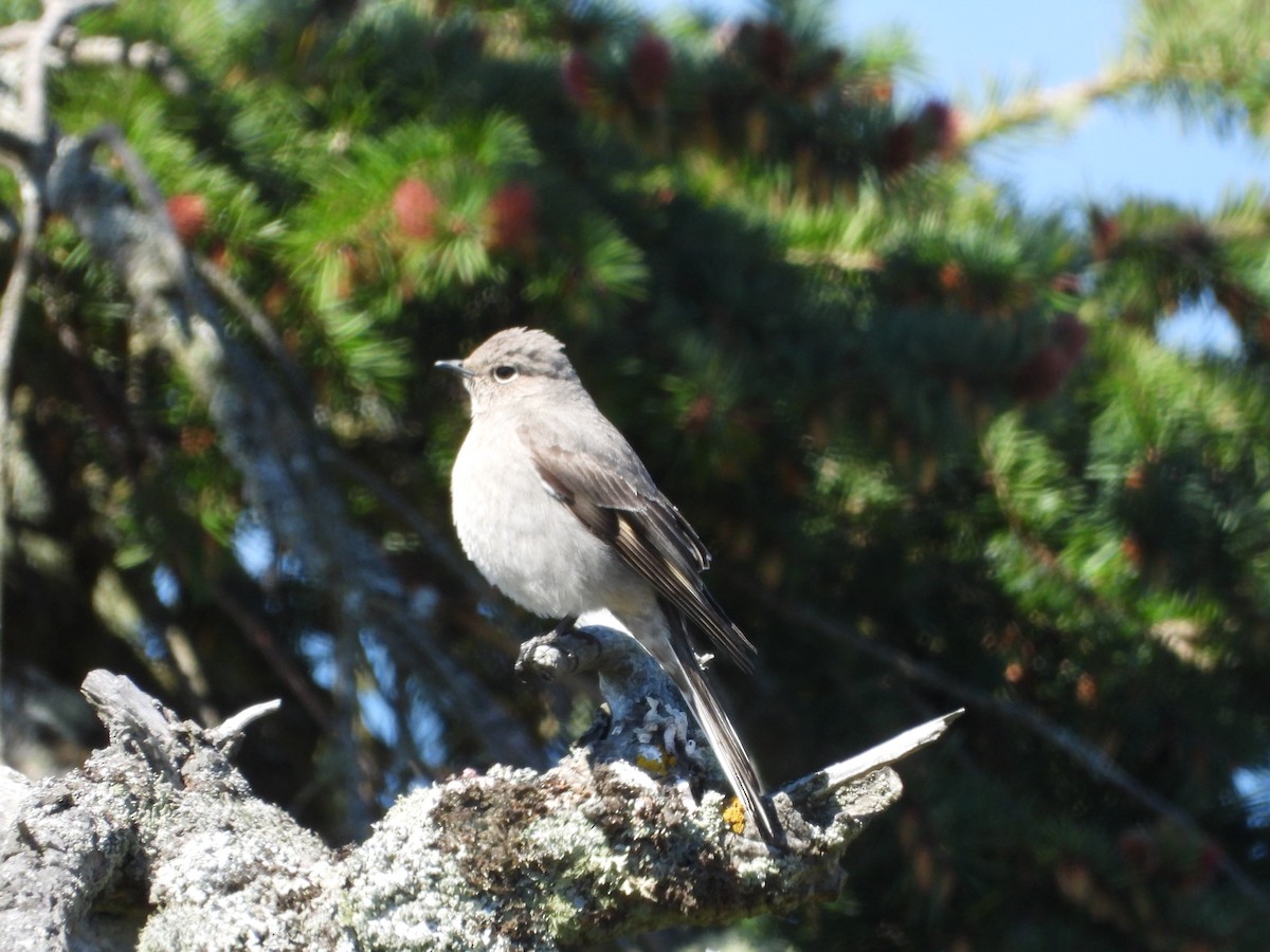 Townsend's Solitaire - ML617608408