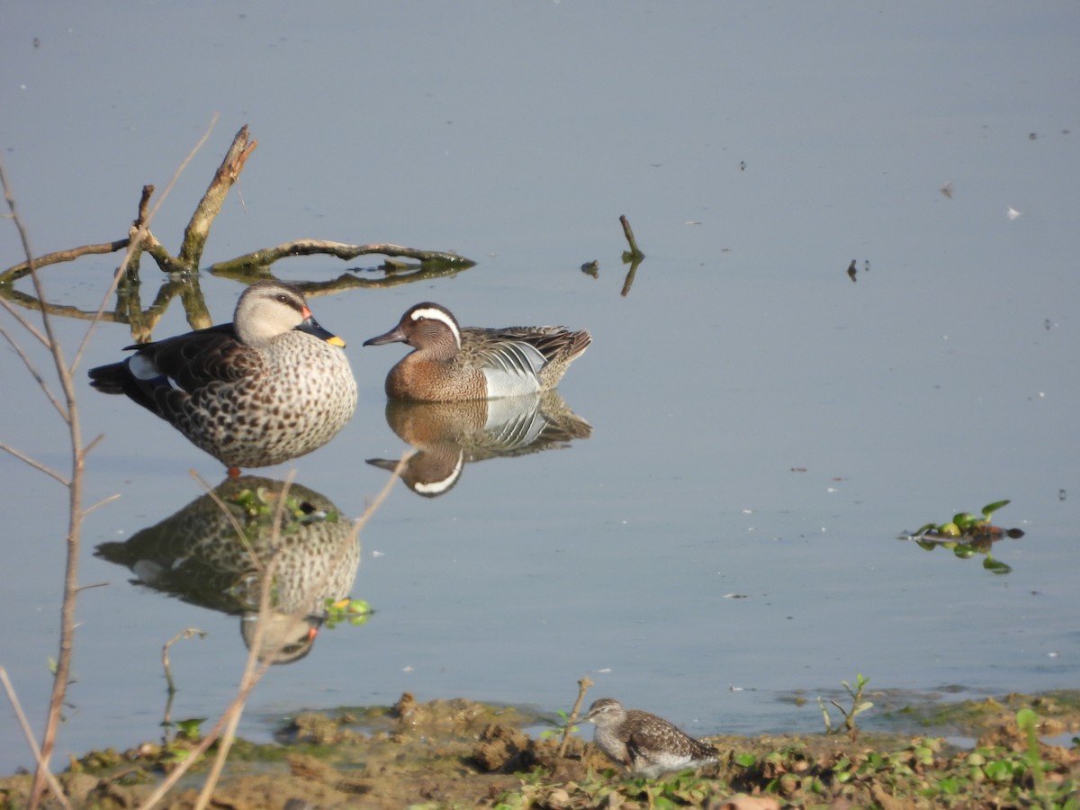 Garganey - Srushti Bokil