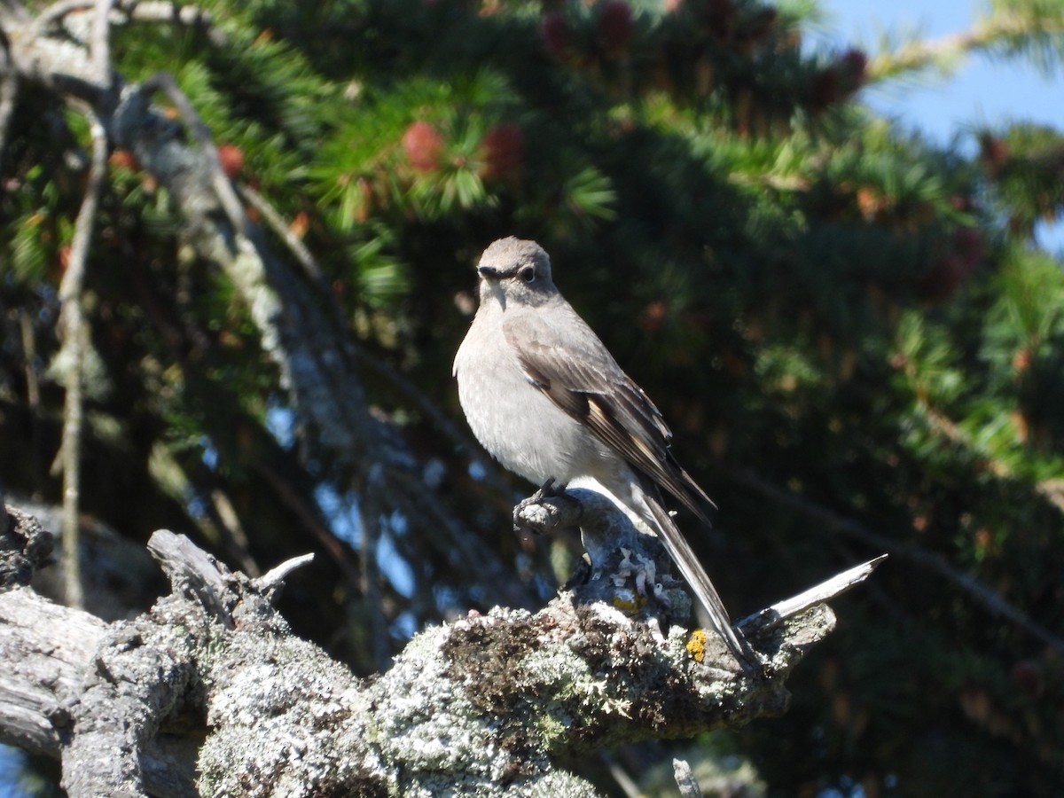 Townsend's Solitaire - ML617608430