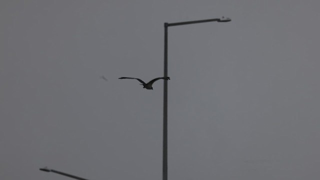 Balbuzard pêcheur - ML617608454