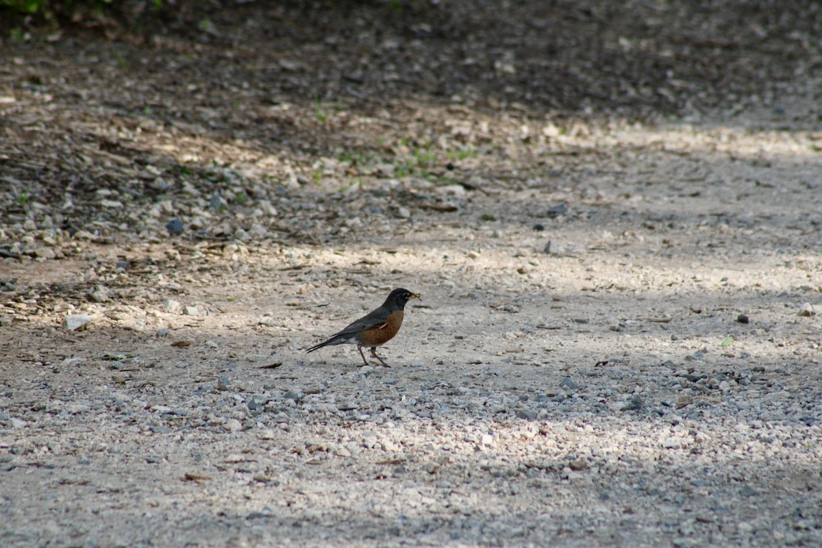 American Robin - ML617608476