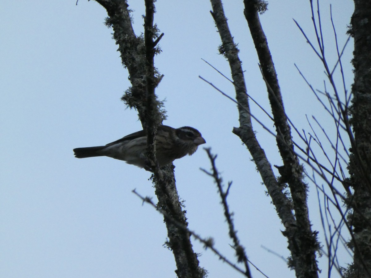 Rose-breasted Grosbeak - ML617608484