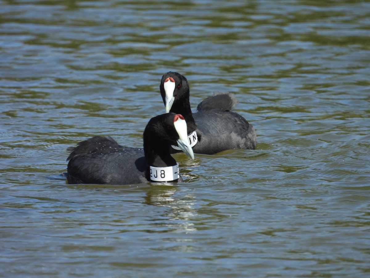 Red-knobbed Coot - ML617608493