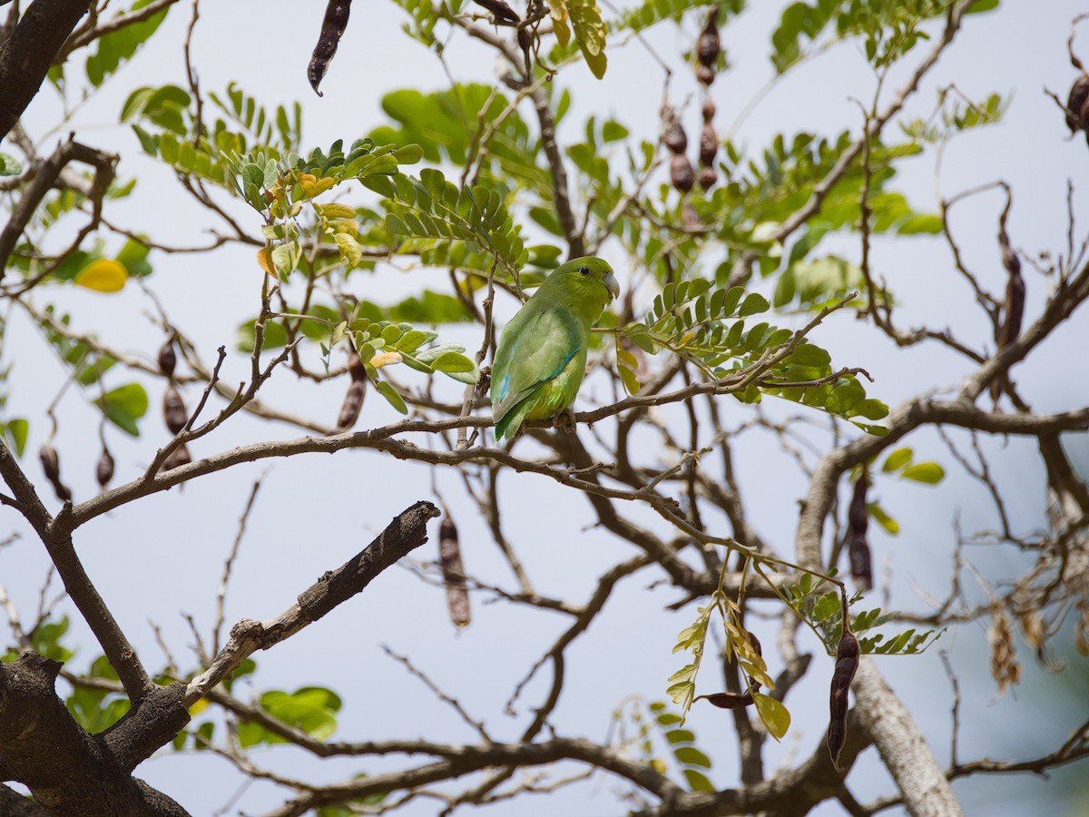 Mexican Parrotlet - ML617608502