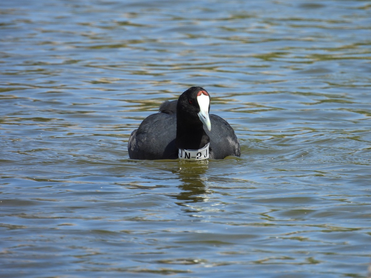 Red-knobbed Coot - ML617608503