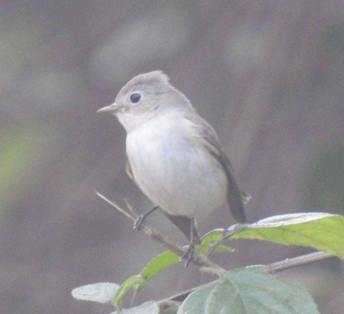 Red-breasted Flycatcher - ML617608579