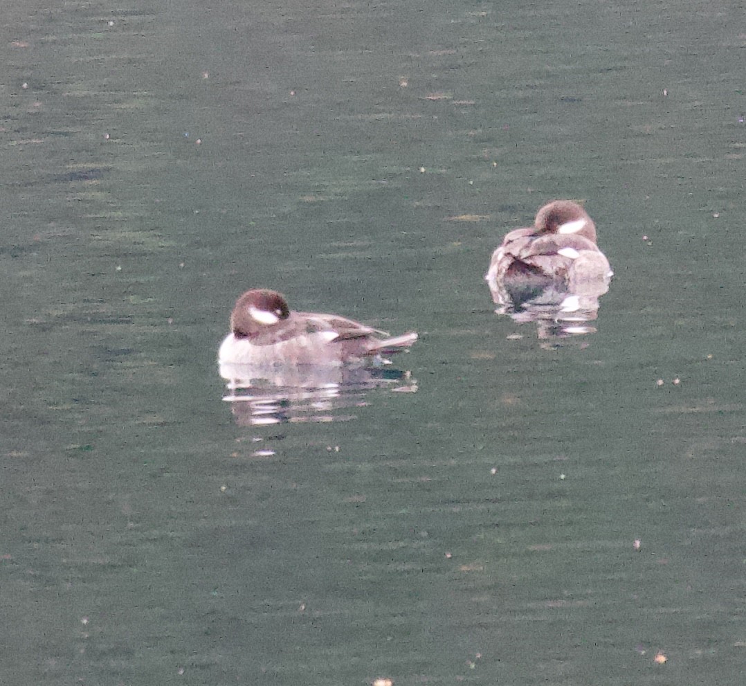 Bufflehead - ML617608621