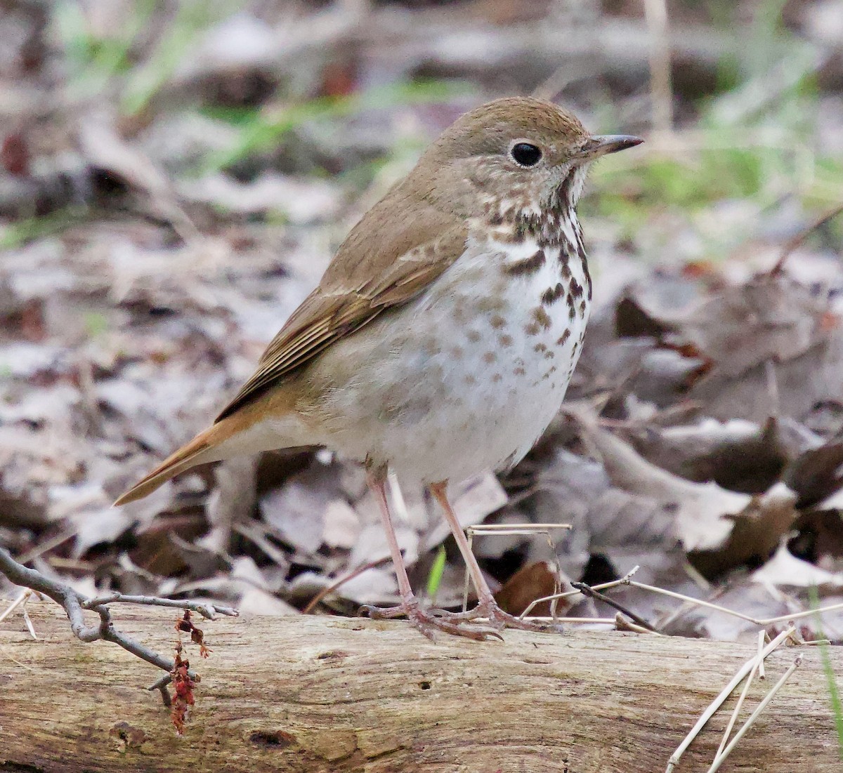 Hermit Thrush - ML617608631